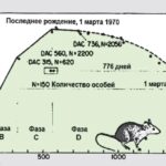 Что убивает Россию или почему нужно СВО